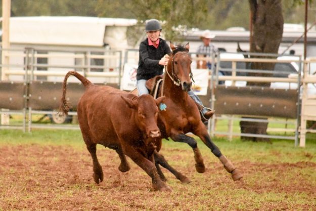 Chinchilla Grandfather Clock 2017